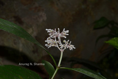 Chassalia curviflora var. ophioxyloides